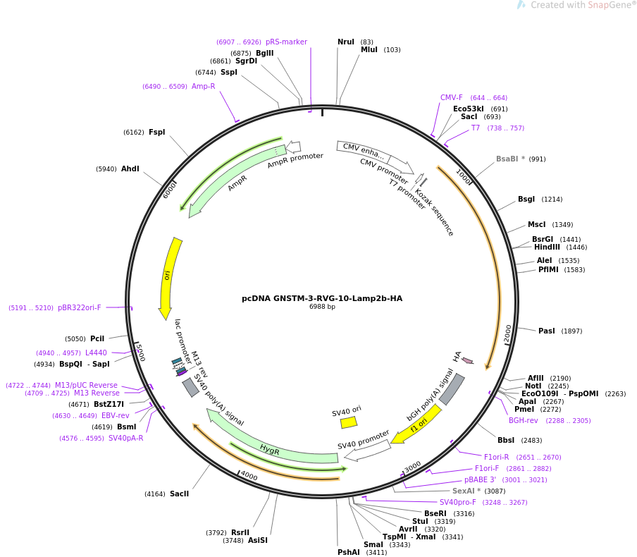 pcDNA GNSTM-3-RVG-10-Lamp2b-HA质粒图谱